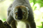 Madagascar - click to see larger photography